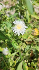 Malacothrix saxatilis