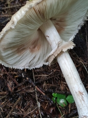 Chlorophyllum olivieri