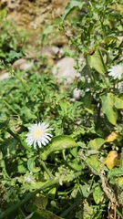 Malacothrix saxatilis