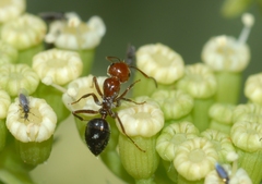 Camponotus lateralis