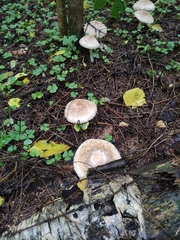 Chlorophyllum olivieri