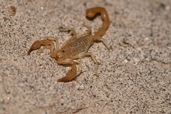 Paruroctonus luteolus