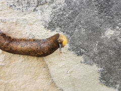 Gastrodontidae