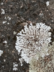 Physconia enteroxantha