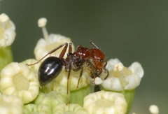 Camponotus lateralis