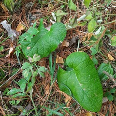 Arctium tomentosum