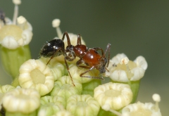 Camponotus lateralis