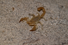 Paruroctonus luteolus
