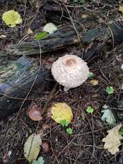 Chlorophyllum olivieri