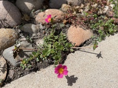 Portulaca umbraticola
