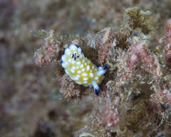 Goniobranchus vibratus