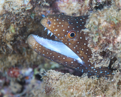 Gymnothorax meleagris