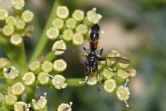 Cylindromyia intermedia