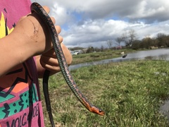 Thamnophis sirtalis concinnus