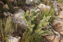 Gomphocarpus cancellatus