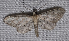 Idaea deitanaria