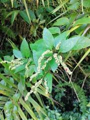 Varronia dichotoma