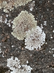 Physconia enteroxantha