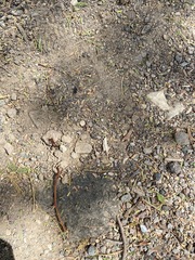 Pogonomyrmex californicus