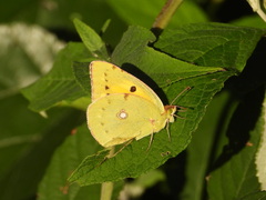 Colias croceus