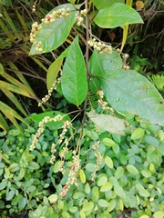 Varronia dichotoma