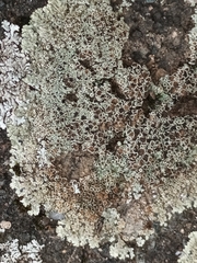 Protoparmeliopsis muralis