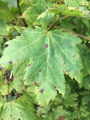 Acer rubrum rubrum