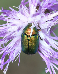 Cryptocephalus sericeus