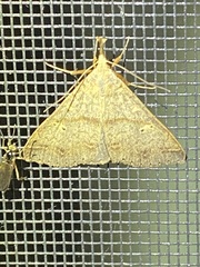 Renia discoloralis