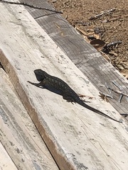 Sceloporus occidentalis