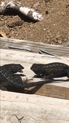 Sceloporus occidentalis