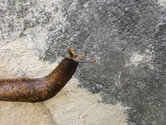 Gastrodontidae