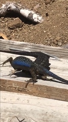 Sceloporus occidentalis