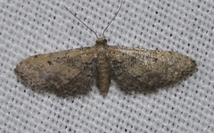 Idaea incalcarata