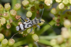 Chlorophorus varius