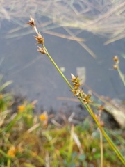 Carex echinata