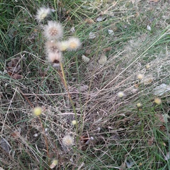 Scorzoneroides autumnalis