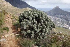 Leucospermum conocarpodendron conocarpodendron