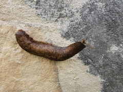 Gastrodontidae