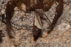 Plodia interpunctella