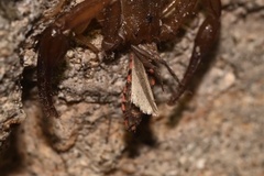 Plodia interpunctella