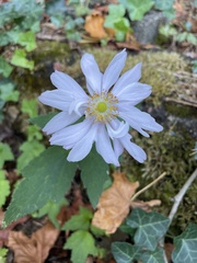Anemoneae