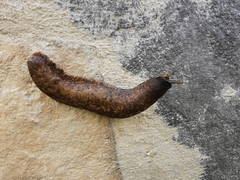 Gastrodontidae