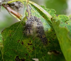 Acronicta megacephala