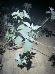 Dicoria canescens