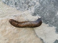 Gastrodontidae