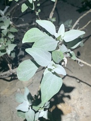 Dicoria canescens