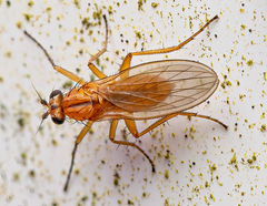 Lonchoptera bifurcata