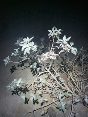 Dicoria canescens