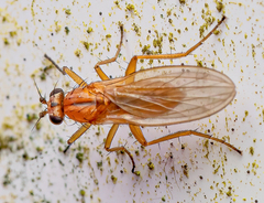 Lonchoptera bifurcata